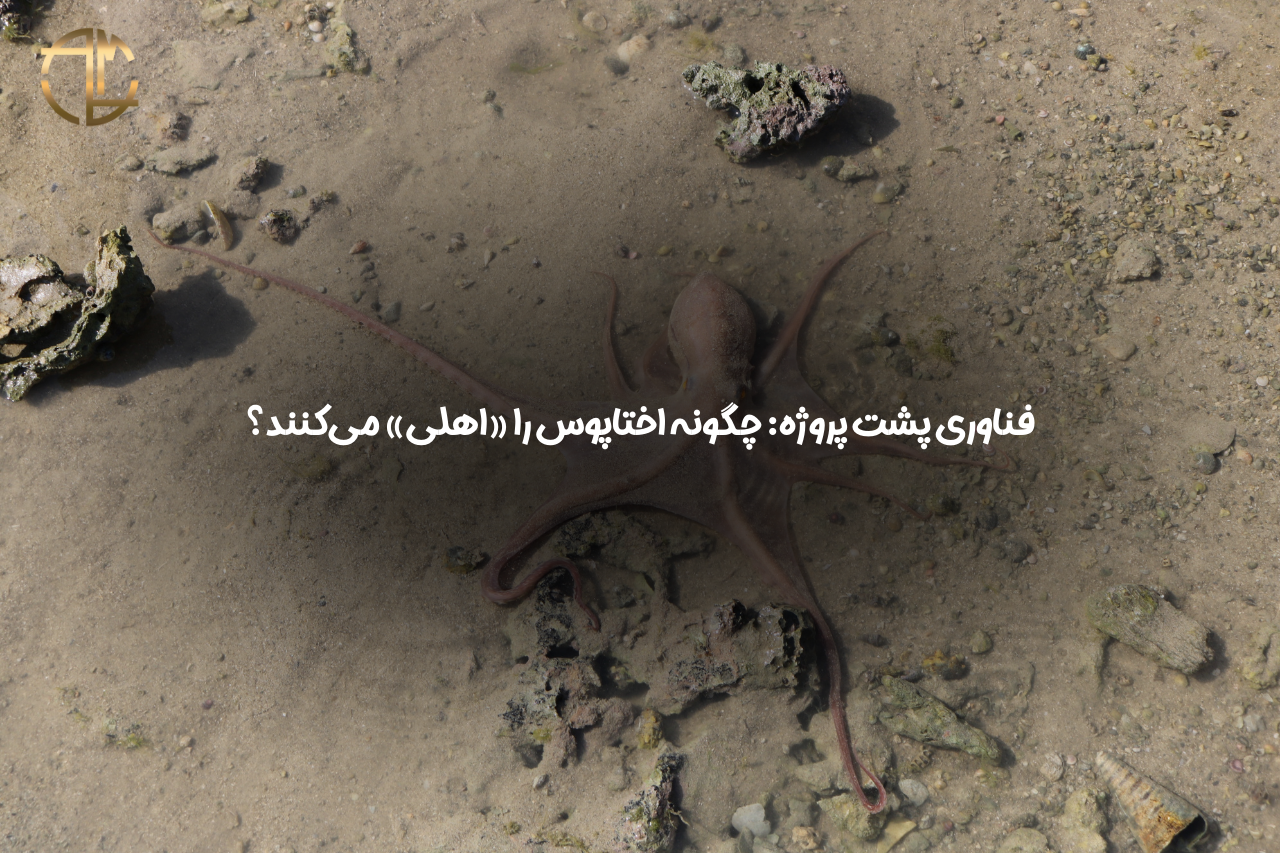 پرورش اختاپوس